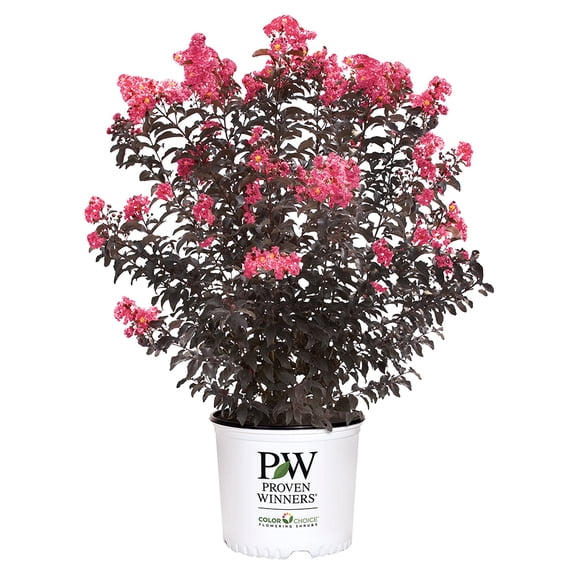 Proven Winners ColorChoice Center Stage Coral Crape Myrtle Live Shrub (2 Gallon)