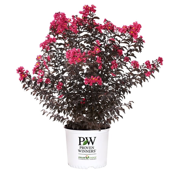 Proven Winners ColorChoice Center Stage Pink Crape Myrtle Live Shrub (2 Gallon)