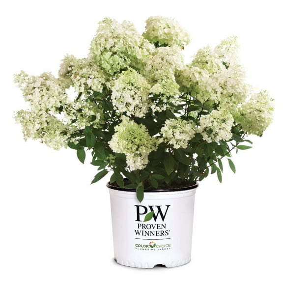Hydrangea Proven Winners Color Choice Bobo - 3 Gallon Pot