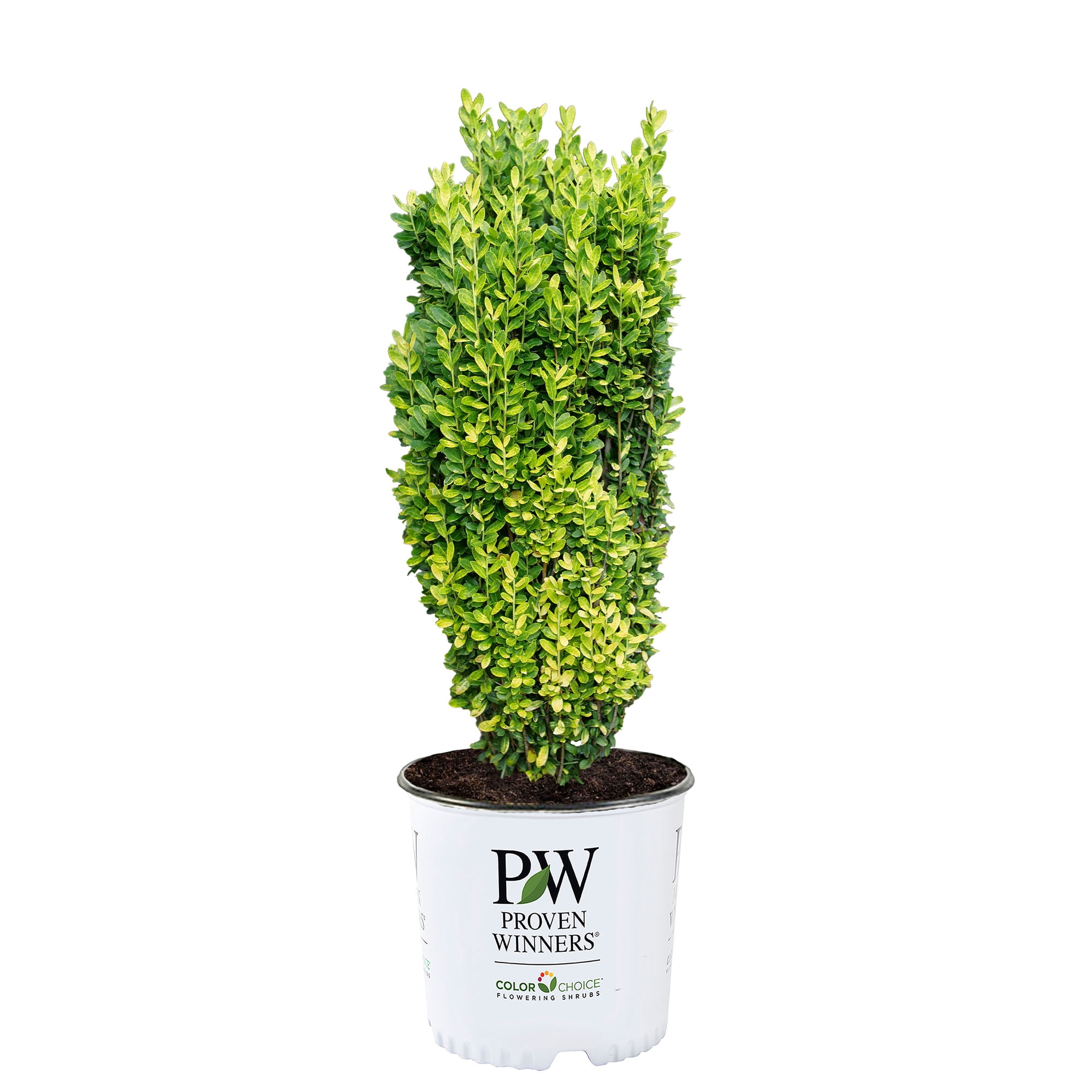 Proven Winners Color Choice Glow Stick Holly Live Shrub (2 Gallon