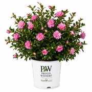 Proven Winners ColorChoice Camellia Just Chill Double Pink 2 Gallon Grower Pot
