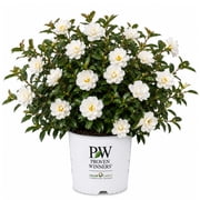 Proven Winners ColorChoice Camellia Just Chill Double White Pot 1 Gallon Grower Pot