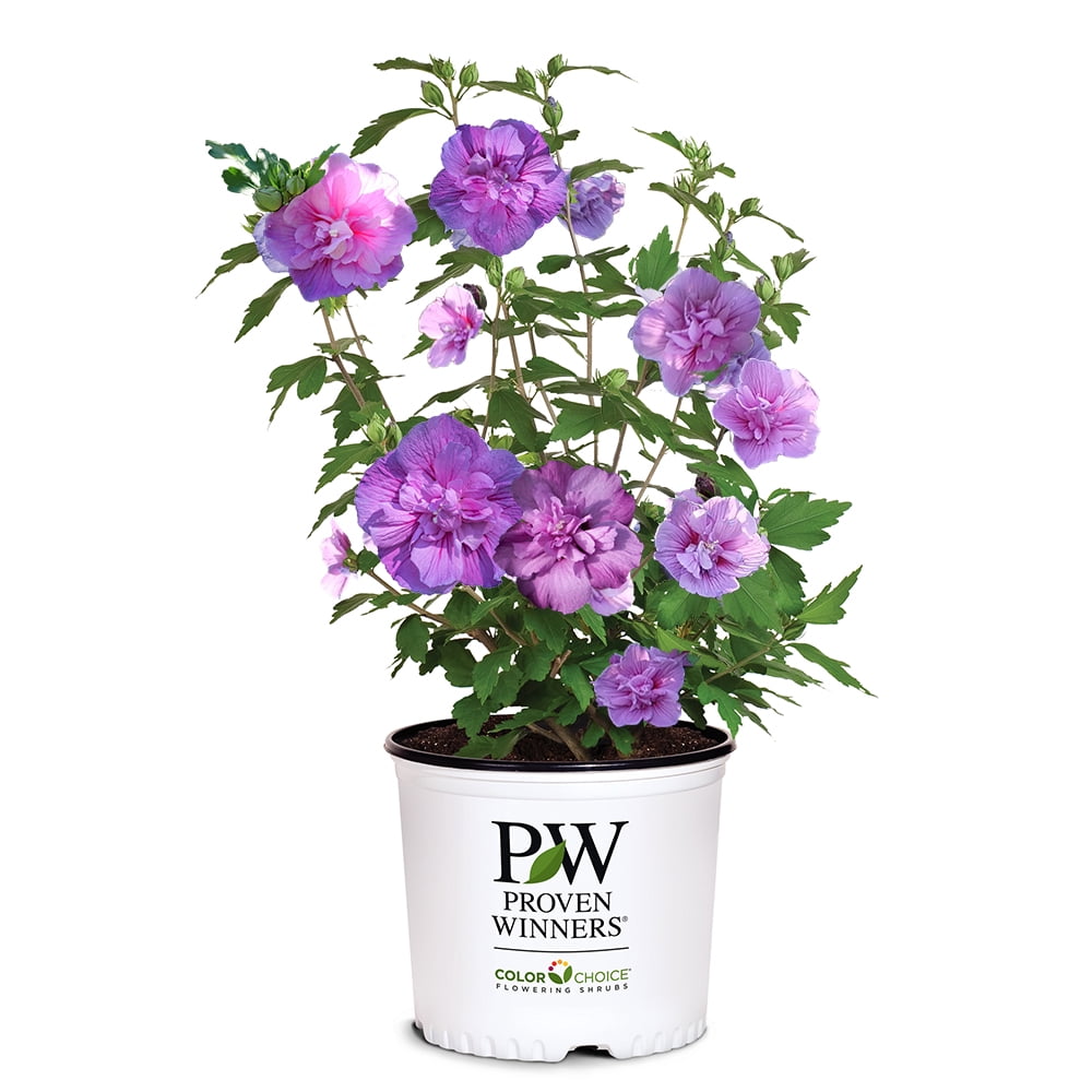 Proven Winners ColorChoice Dark Lavender Chiffon Hibiscus Live Shrub (2 Gallon)