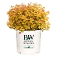thumbnail image 1 of Proven Winners ColorChoice Double Play Candy Corn Spirea Live Shrub (2 Gallon), 1 of 9