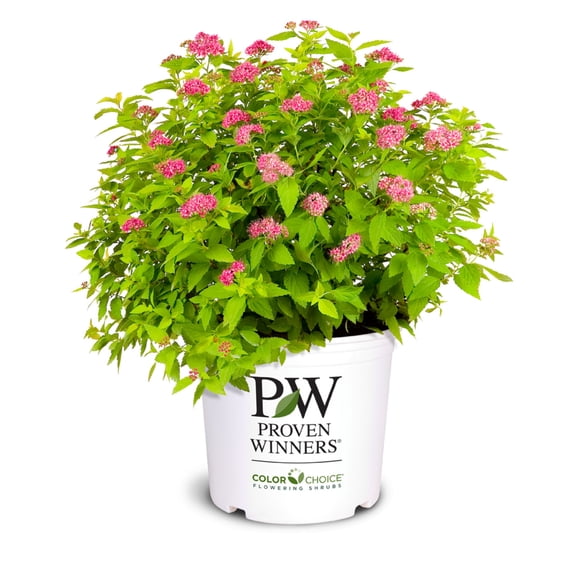 Proven Winners ColorChoice 6" Pink Double Play Gold Spirea Live Plant in 7.5" Pot