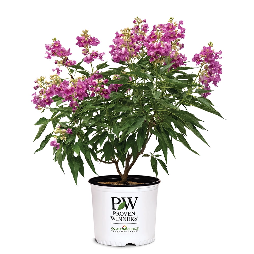 Proven Winners ColorChoice El Niño Desert Orchid Live Shrub (2 Gallon)