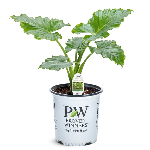 Proven Winners ColorChoice Emerald Isle Elephant Ear Live Shrub (2 Gallon)
