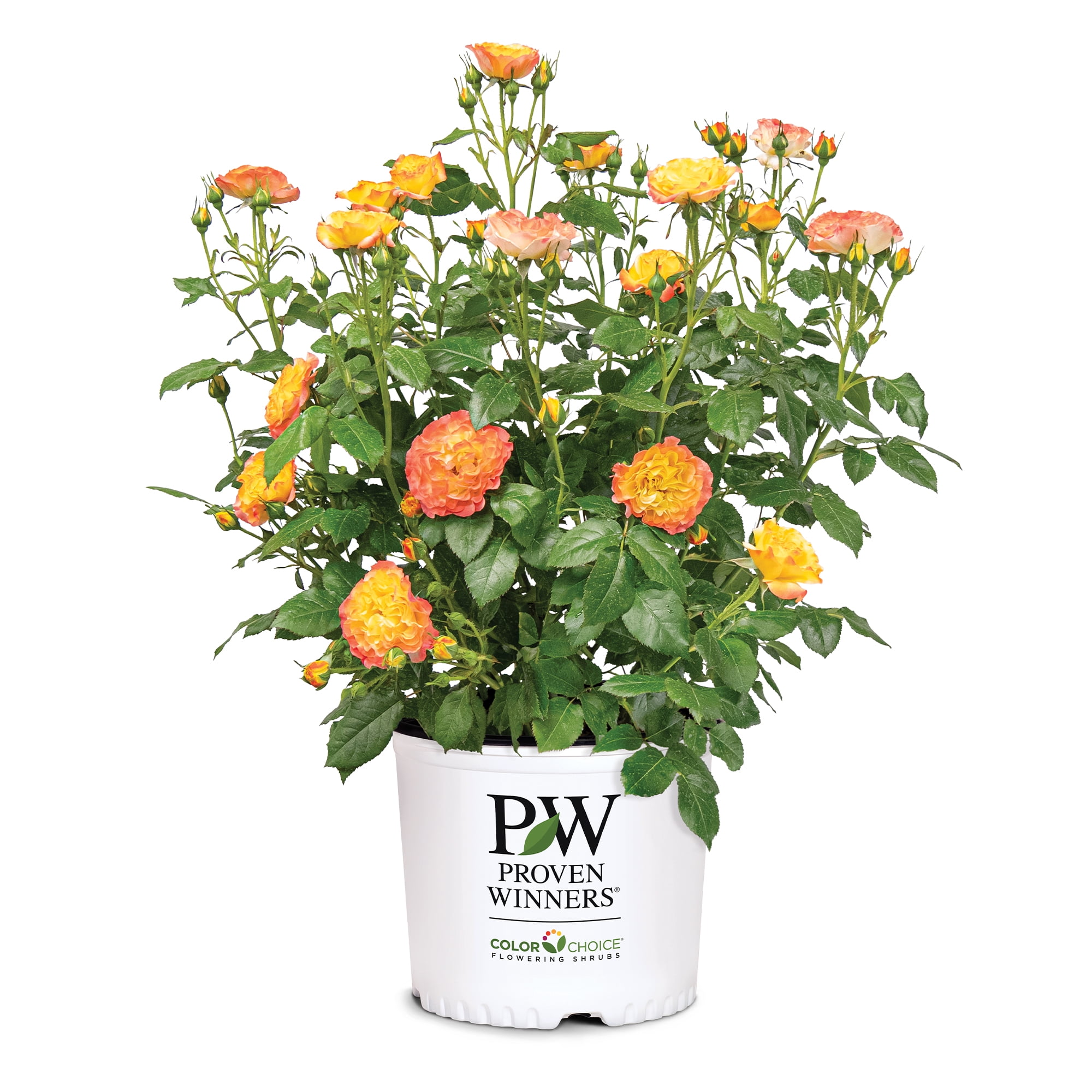 Proven Winners ColorChoice En Fuego Rose Live Shrub (2 Gallon)