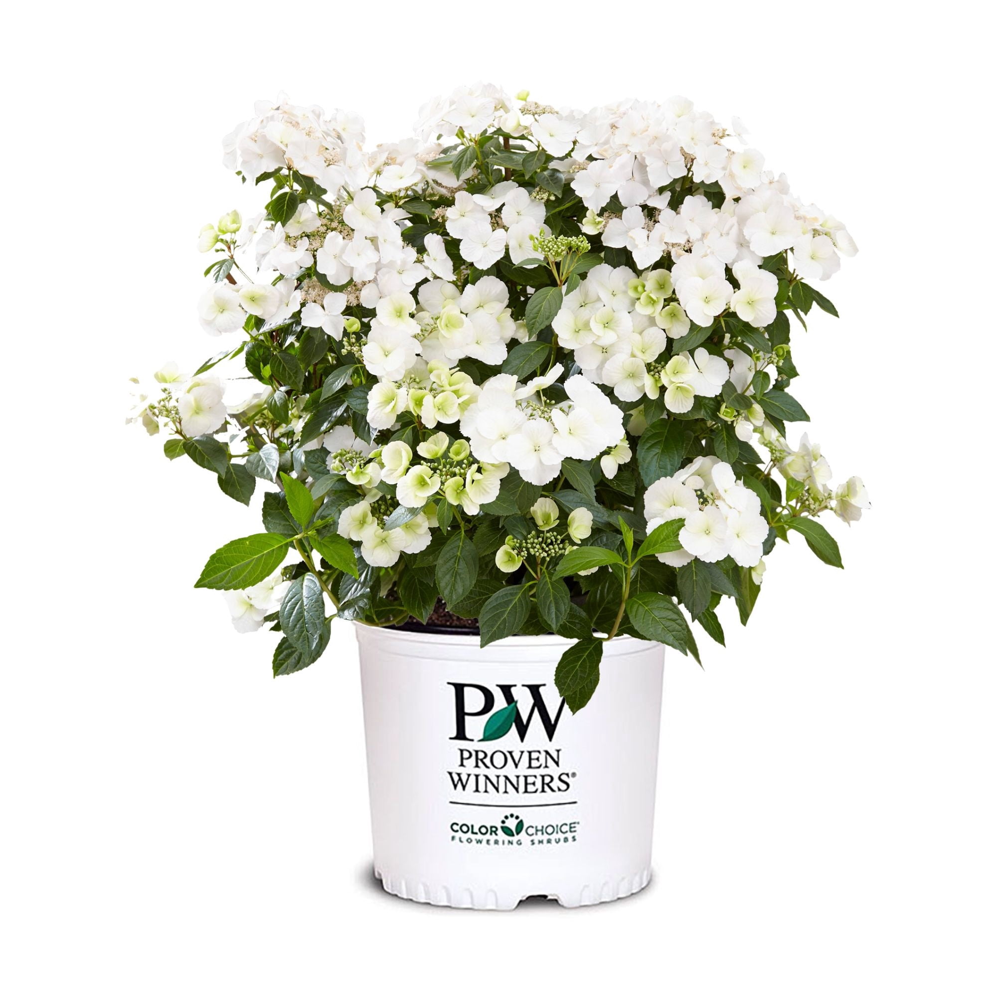Proven Winners ColorChoice Fairytrail Bride Hydrangea Live Shrub