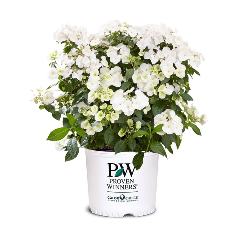 ❖花❖ Proven Winners ColorChoice Fairytrail Bride Hydrangea Live Shrub