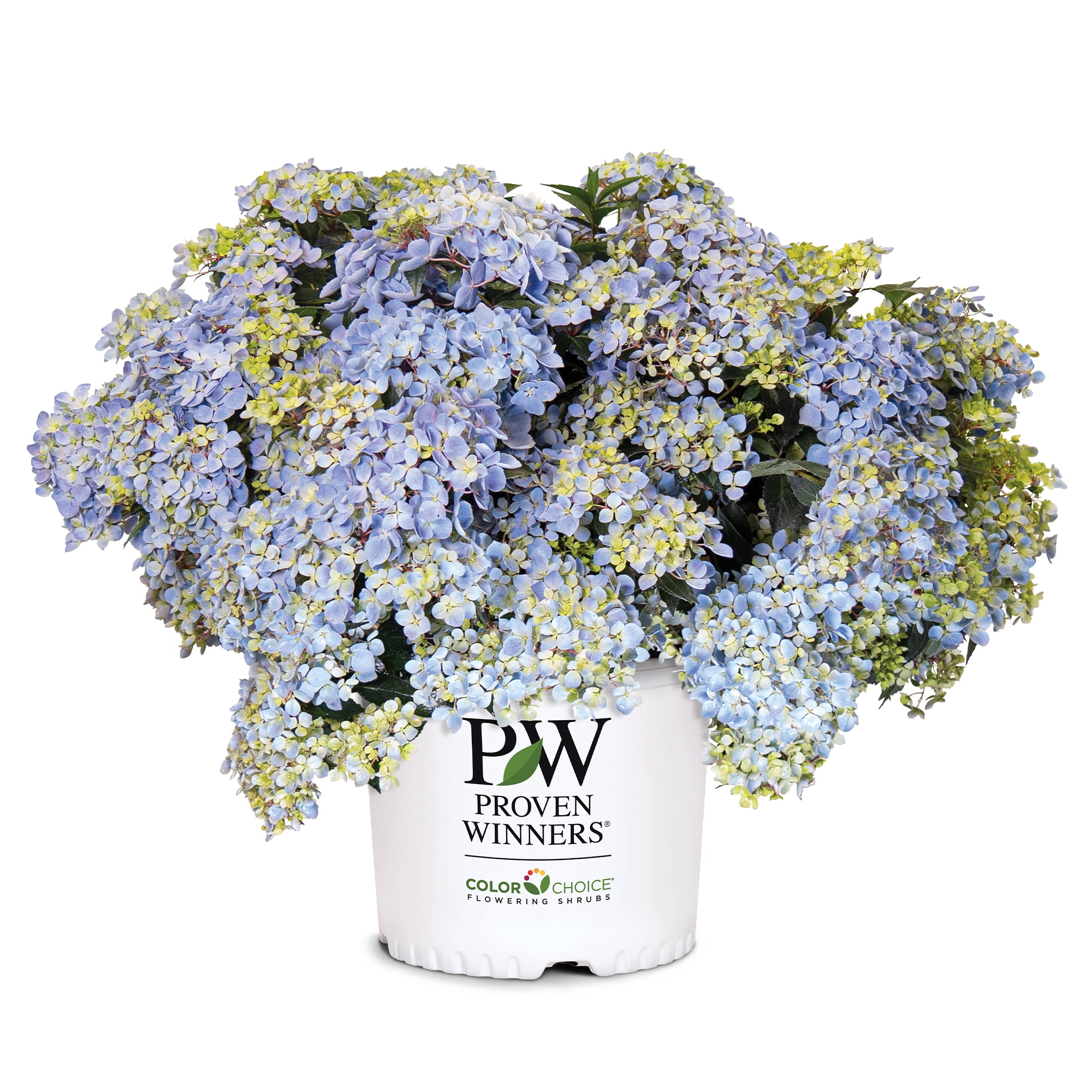 Proven Winners ColorChoice Fairytrail Fresco Hydrangea Live Shrub