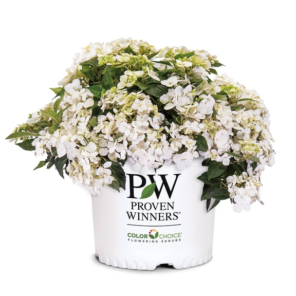 Proven Winners ColorChoice Fairytrail White Hydrangea Live Shrub (2 Gallon)