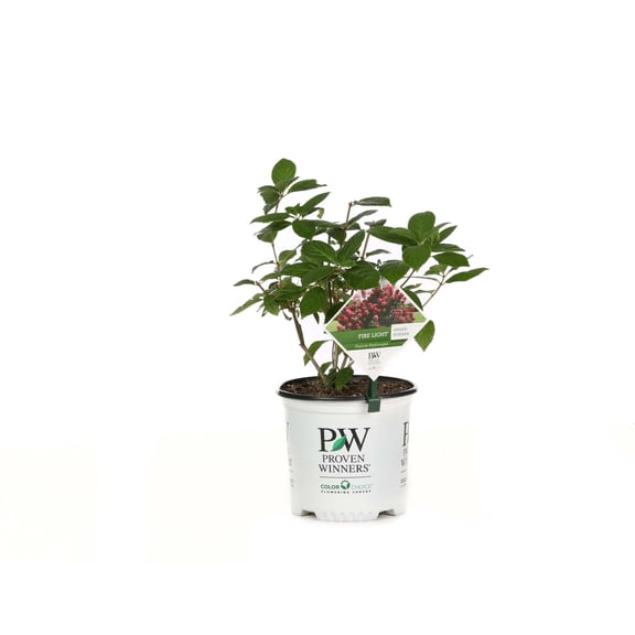 Proven Winners ColorChoice 6" White Fire Light Panicle Hydrangea Live Plant in 7.5" Pot