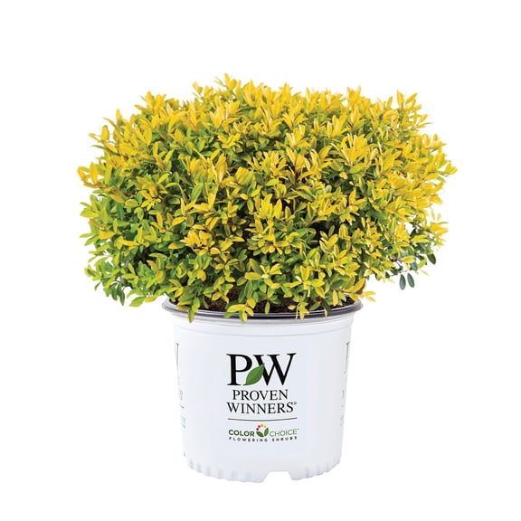 Proven Winners ColorChoice Glow Pop Holly Live Shrub (2 Gallon)