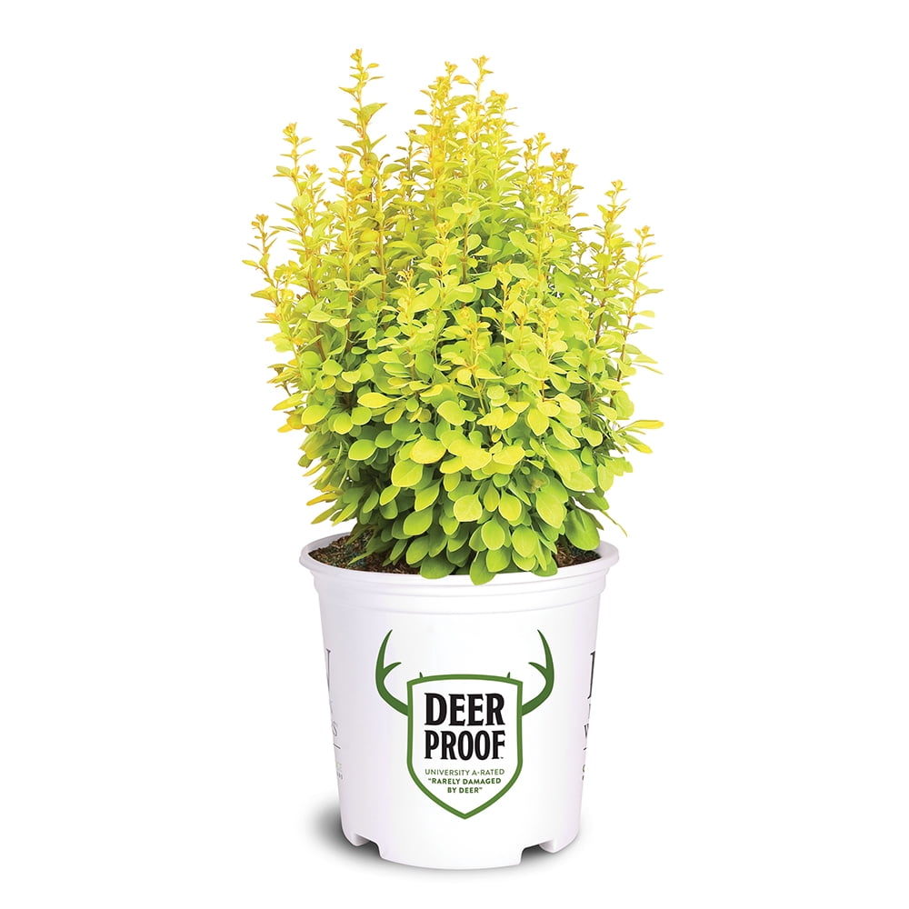 Proven Winners ColorChoice Sunjoy Gold Pillar Barberry Live Shrub (2 Gallon)