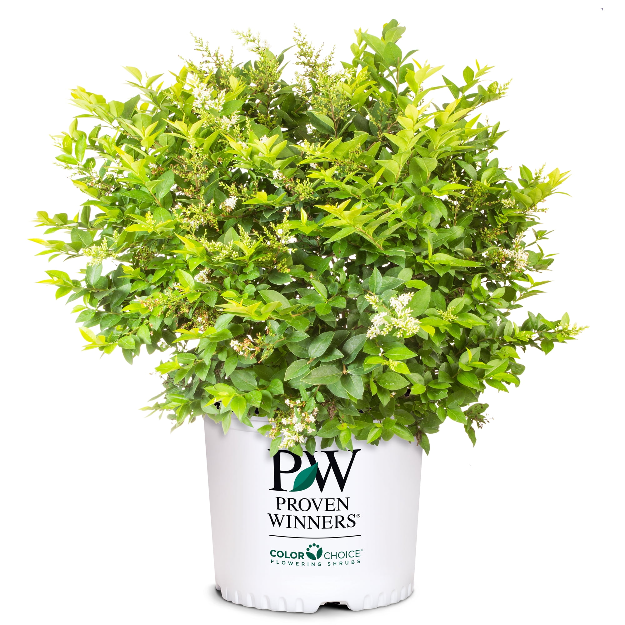 Proven Winners ColorChoice Golden Ticket Ligustrum Live Shrub (2 Gallon)