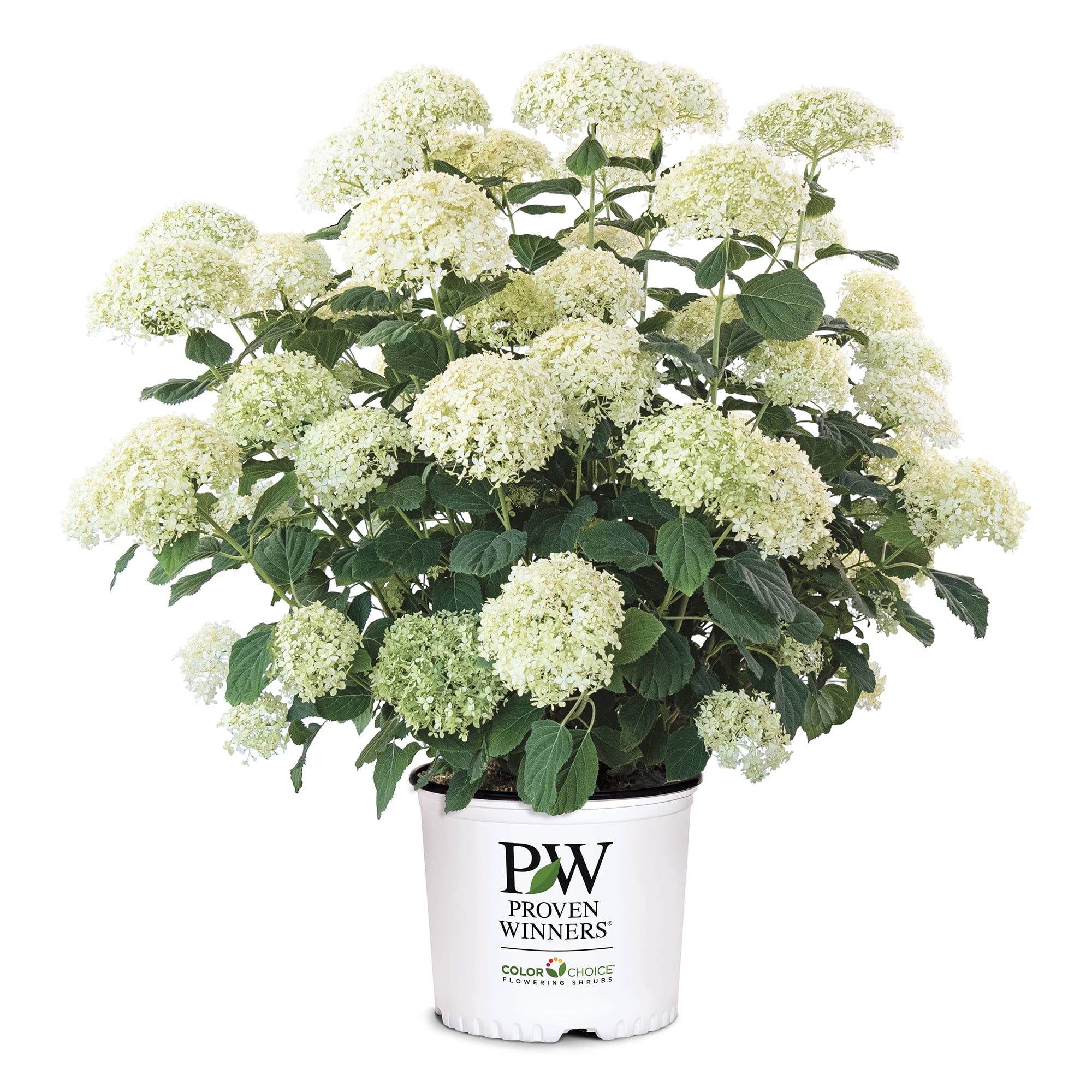 Proven Winners ColorChoice Incrediball Storm Proof Hydrangea Live Shrub (5 Gallon)