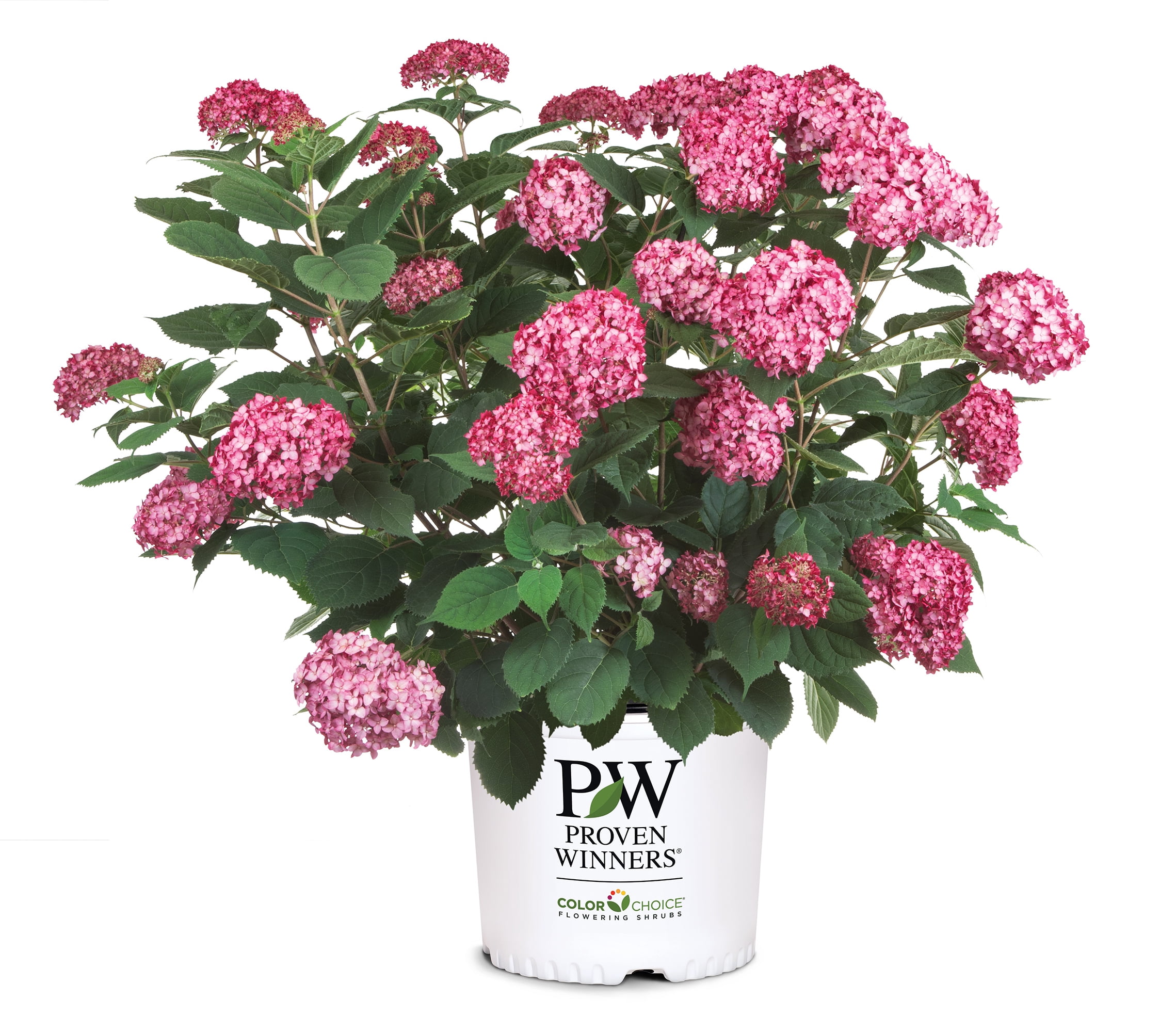 Proven Winners ColorChoice Invincibelle Ruby Hydrangea Live Shrub (2 Gallon)