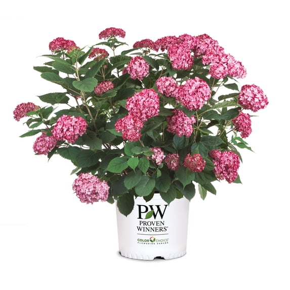 Proven Winners ColorChoice Invincibelle Ruby Hydrangea Live Shrub (2 Gallon)