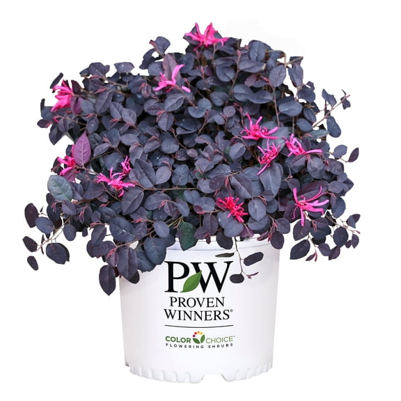 Proven Winners ColorChoice Jazz Hands Mini Loropetalum Live Shrub (2 Gallon)