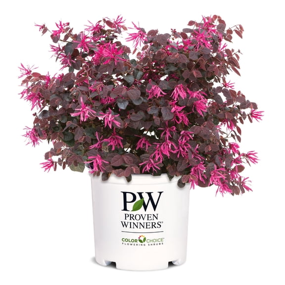 Proven Winners ColorChoice Jazz Hands Pink Loropetalum Live Shrub (2 Gallon)
