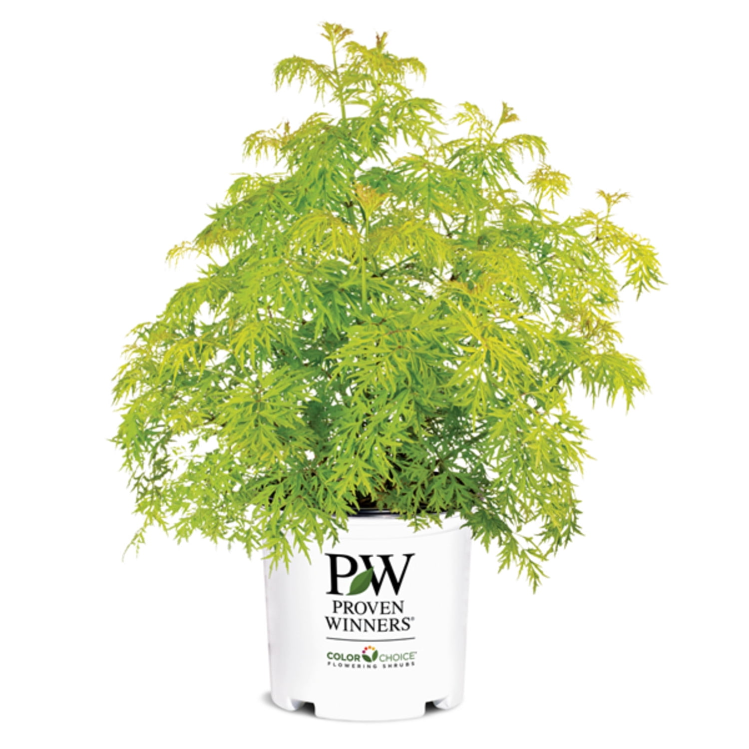 Proven Winners ColorChoice 6" White Lemony Lace Elderberry Live Plant in 7.5" Pot