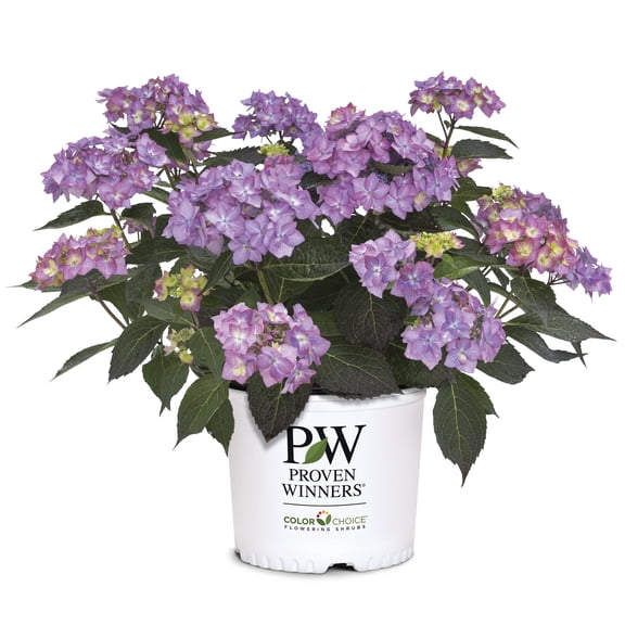 Proven Winners ColorChoice Let's Dance Can Do Hydrangea Live Shrub (2 Gallon)