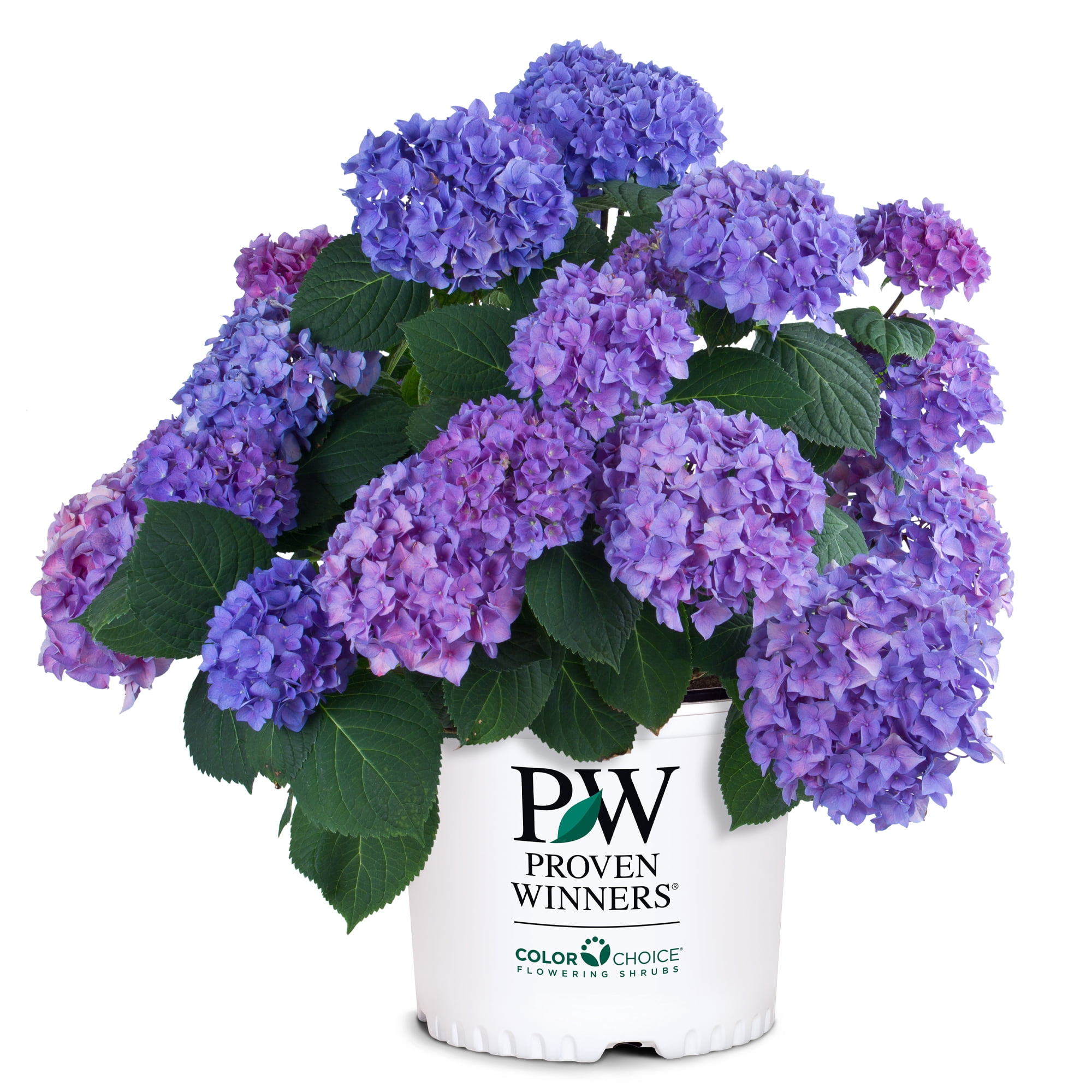 Proven Winners ColorChoice Let's Dance Rhythmic Blue Hydrangea Live Shrub (2 Gallon)