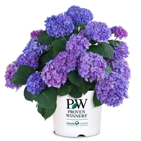 Proven Winners ColorChoice Let's Dance Rhythmic Blue Hydrangea Live Shrub (2 Gallon)