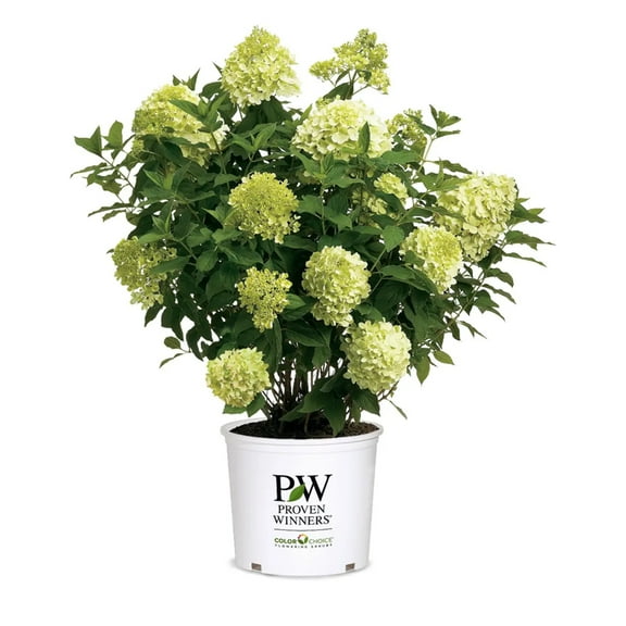 Proven Winners Limelight Hydrangea - 3 Gallon Pot, Live Fast Growing Shrub, Partial-Full Sun, Outdoor