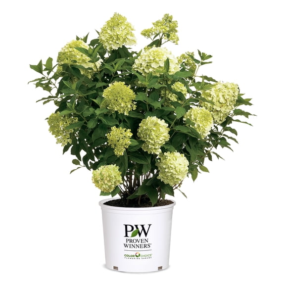 Proven Winners ColorChoice Limelight Prime Hydrangea Live Shrub (2 Gallon)