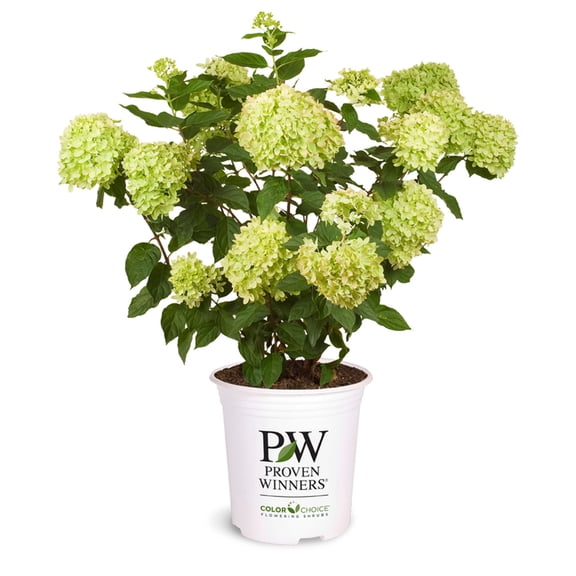 Proven Winners Little Lime Hydrangea - Hydrangea paniculata 'Jane' PP22,330