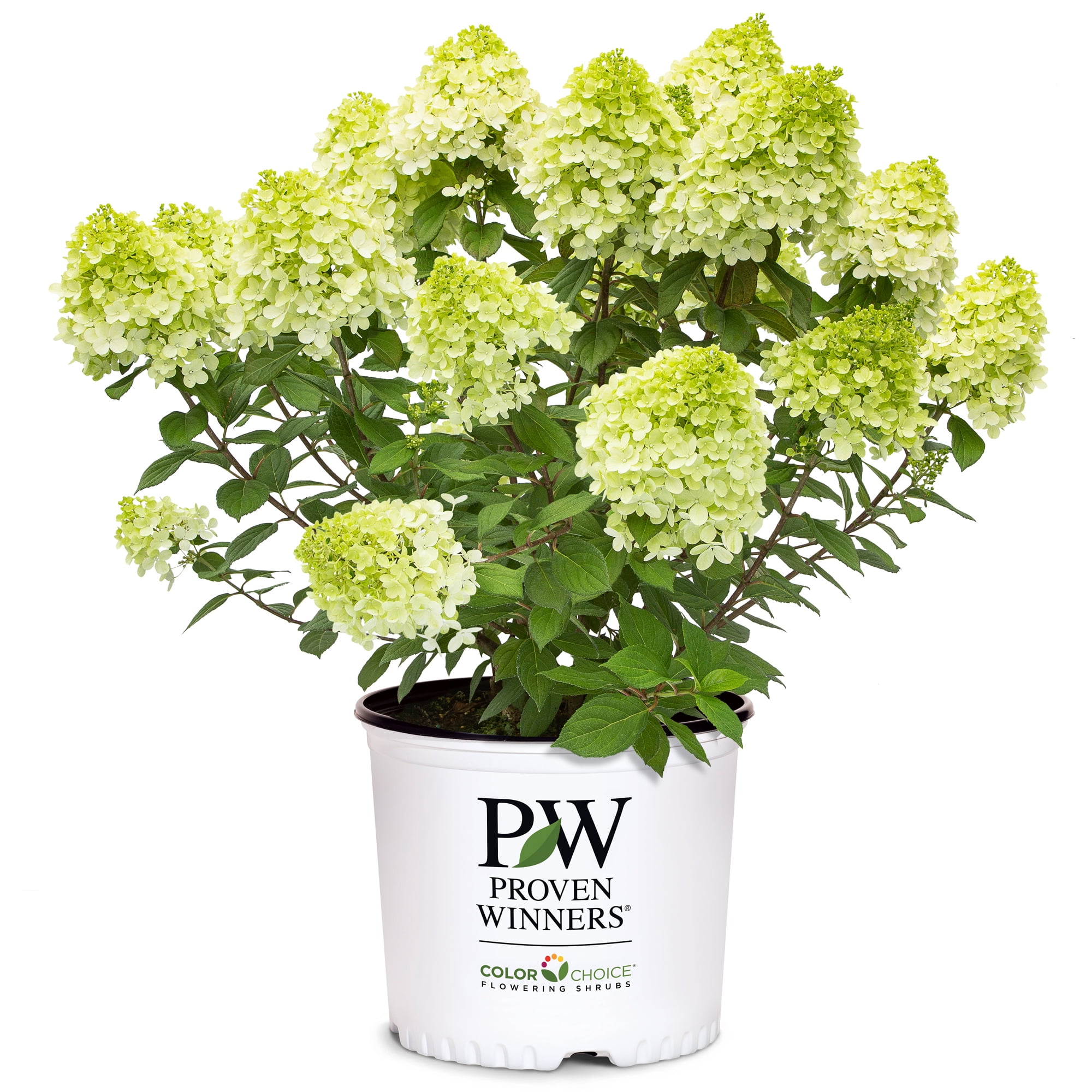 Proven Winners ColorChoice Little Lime Punch Hydrangea Live Shrub (2 Gallon)