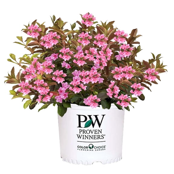 Proven Winners ColorChoice Midnight Sun Weigela Live Shrub (2 Gallon)