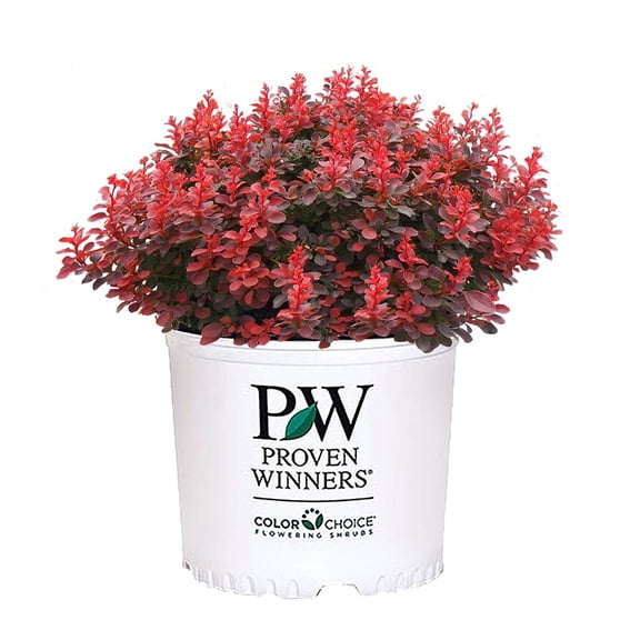 Proven Winners ColorChoice Mini Maroon Barberry Live Shrub ( 2 Gallon)