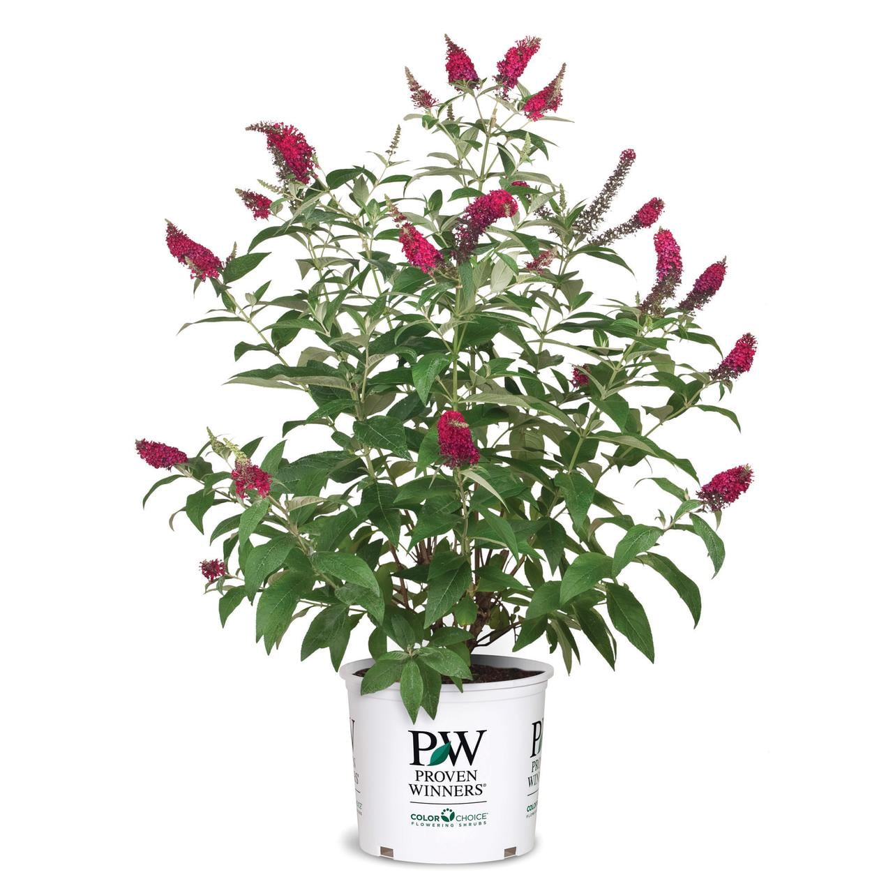 Proven Winners ColorChoice Miss Molly Buddleia Live Shrub (2 Gallon)