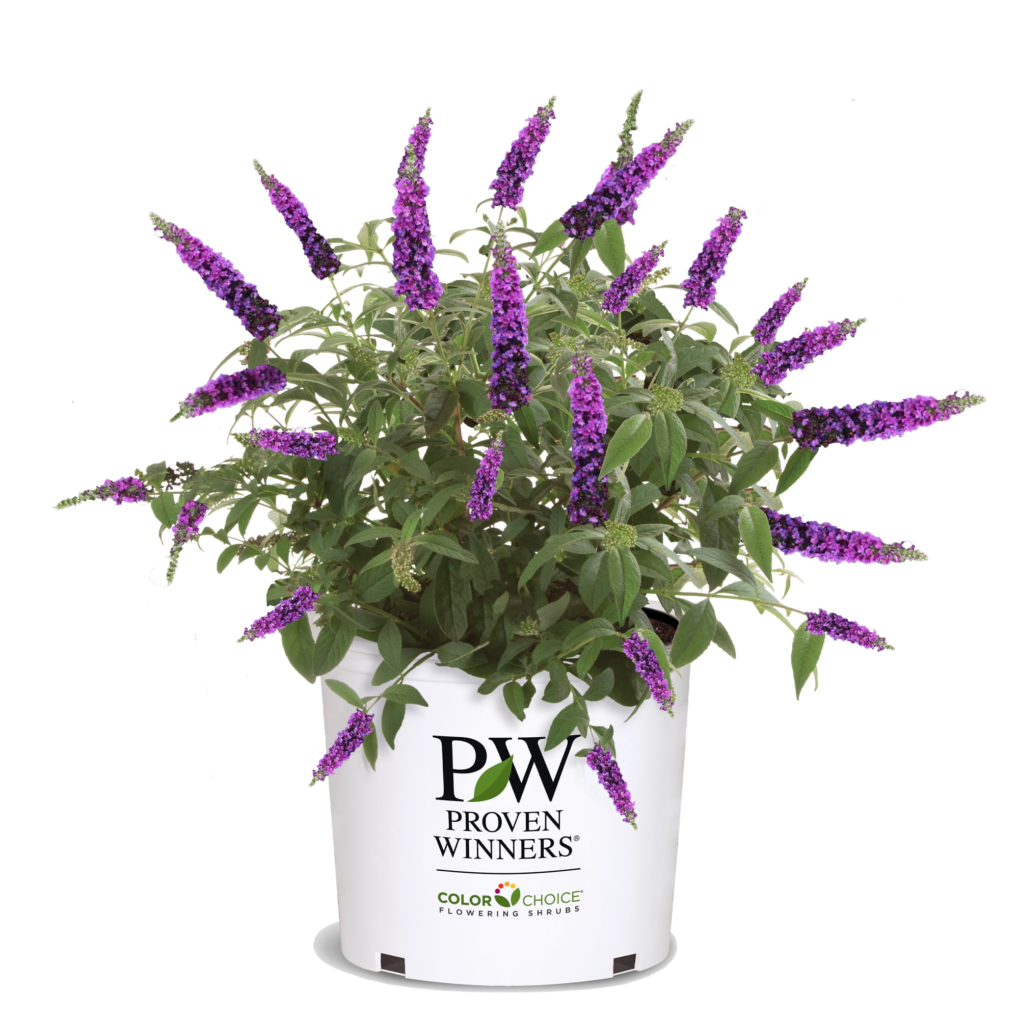 Proven Winners Miss Violet Buddleia Live Shrub (2 Gallon)