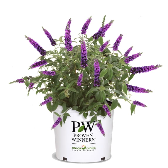 Proven Winners Miss Violet Buddleia Live Shrub (2 Gallon) - Walmart.com