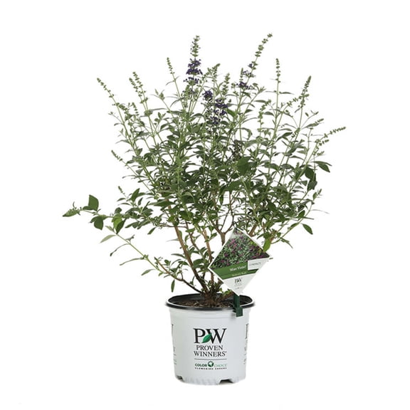 Proven Winners ColorChoice 6" Purple 'Miss Violet' Butterfly Bush Live Plant in 7.5" Pot