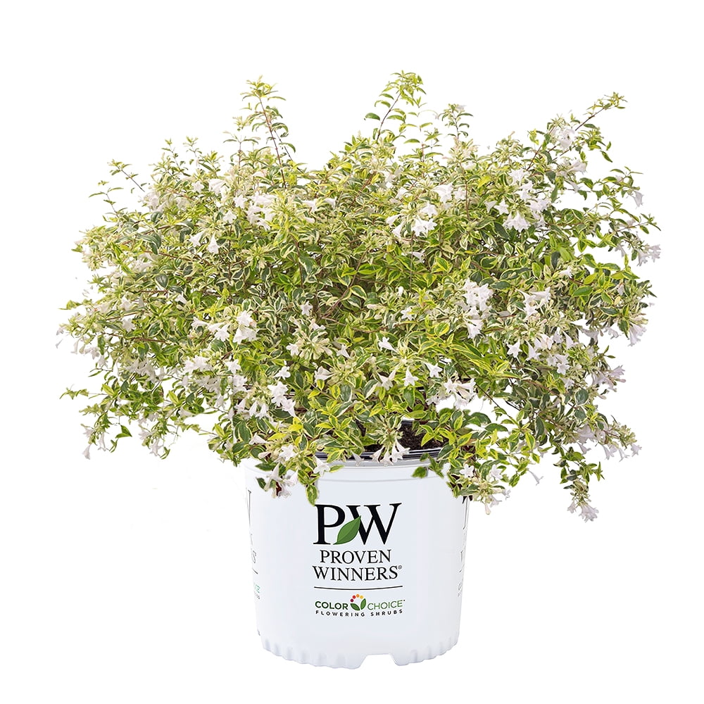 Proven Winners ColorChoice Mucho Gusto Abelia Live Shrub (2 Gallon)