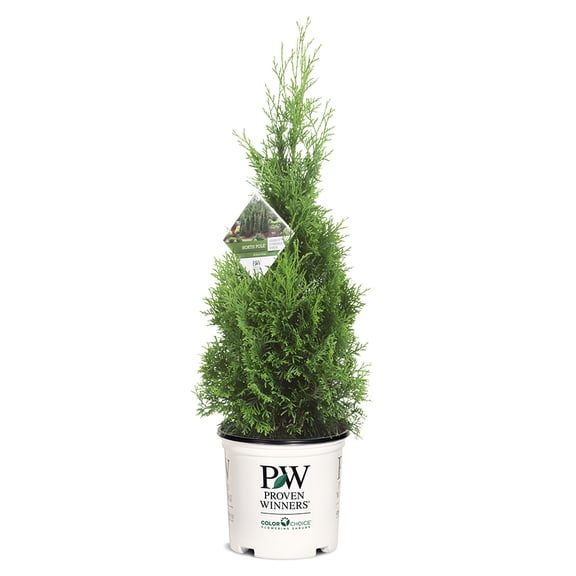 Proven Winners North Pole Arborvitae Live Shrub (2 Gallon)