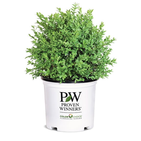 Proven Winners ColorChoice North Star Boxwood (1 Gallon)