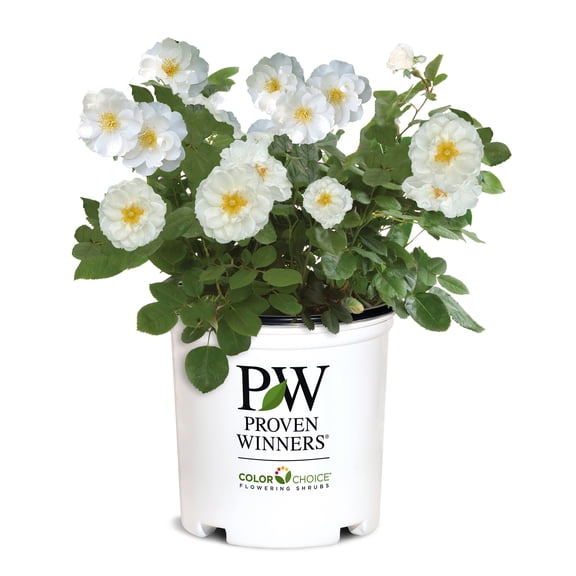 Proven Winners ColorChoice Oso Easy Ice Bay Rose Live Shrub (2 Gallon)