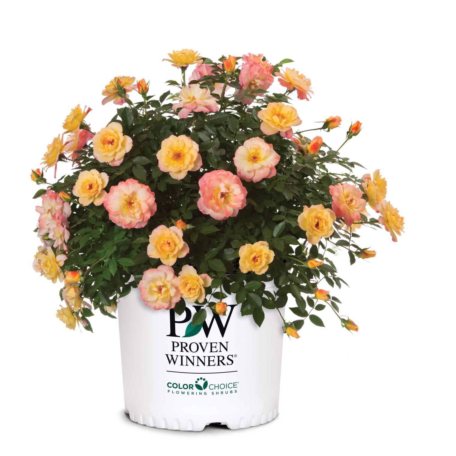Proven Winners ColorChoice 6" Multicolor Oso Easy Italian Ice Rose Live Plant in 7.5" Pot