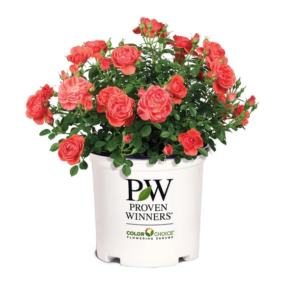 Proven Winners ColorChoice Oso Easy Mango Salsa Rose Live Shrub (2 Gallon)