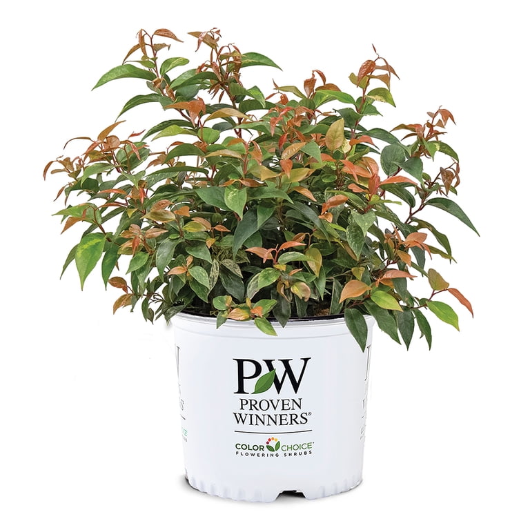 Proven Winners ColorChoice Paisley Pup Doghobble Live Shrub (2