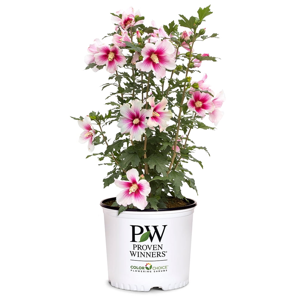 Proven Winners ColorChoice Paraplu Pink Ink Hibiscus Live Shrub (2 Gallon)