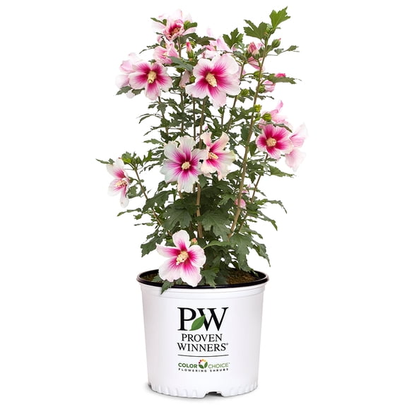 Proven Winners ColorChoice Paraplu Pink Ink Hibiscus Live Shrub (2 Gallon)
