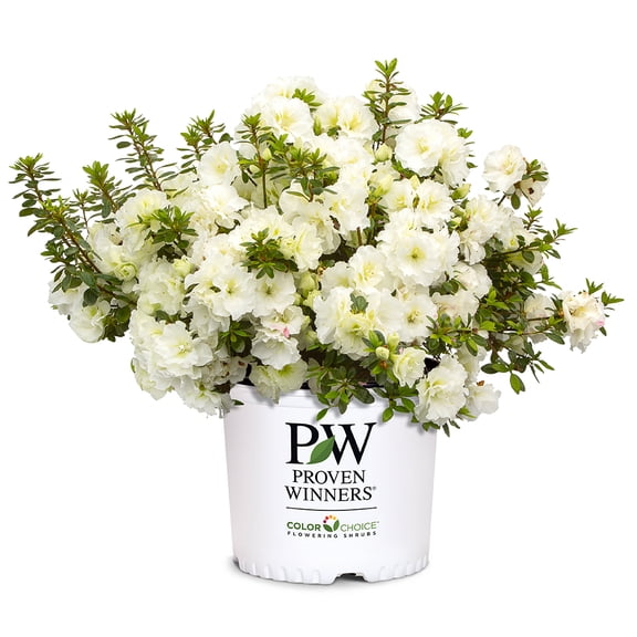 Proven Winners ColorChoice Perfecto Mundo Double White Azalea Live Shrub (2 Gallon)