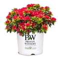thumbnail image 1 of Proven Winners ColorChoice Perfecto Mundo Red Azalea Live Shrub (2 Gallon), 1 of 10